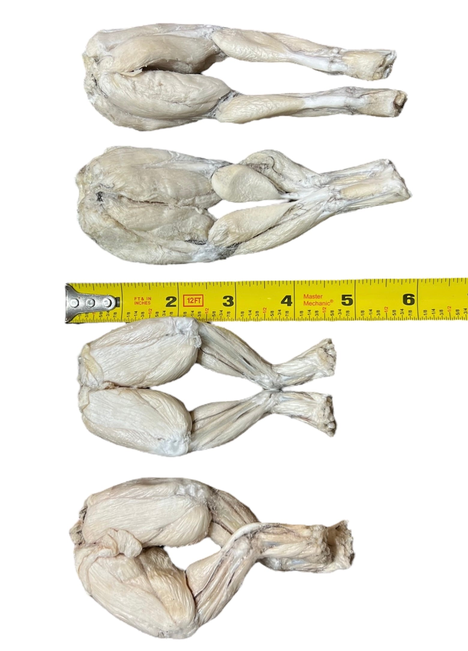 Freeze Dried Frog Legs