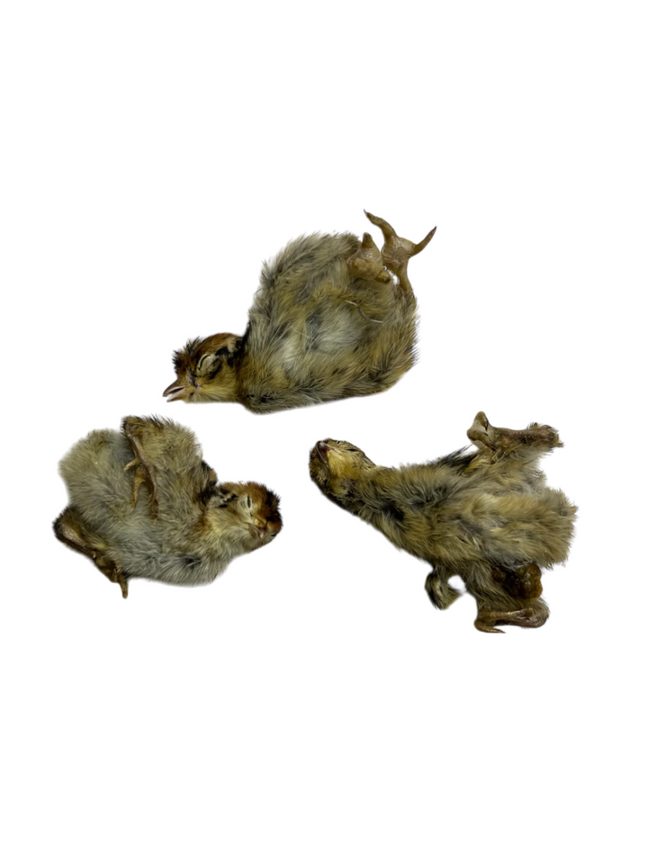 Illustration of Improved Growth Frozen Thawed Quail Chicks