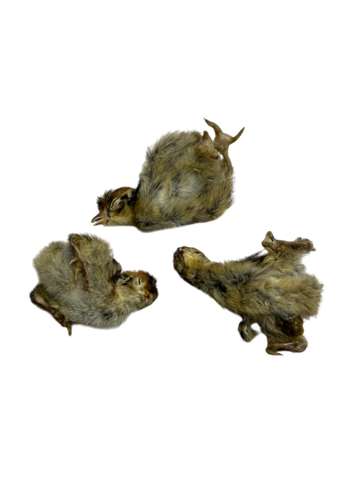 Freeze Dried Whole Prey Quail Chicks